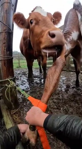 Hands Prying Synthetic Line in a Muddy Pen