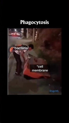 Phagocytosis #bacteria #drugs
