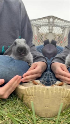 Lady Hop Hop enjoying a tasty snack with her best human friend! Nothing beats good company and good food! #BunnyLove #BestBuddies #SnackTime #dreammakerfarm #pettingzoo | Dream Maker Farm