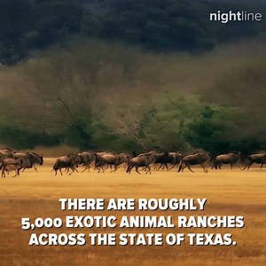 Texas is serving as NOAH'S ARK: Nightline goes inside a ranch in San Antonio where you can buy exotic animals. Wildlife Partners say they sell animals like roan antelope and white-bearded wildebeest, for the purpose of breeding. | Nightline