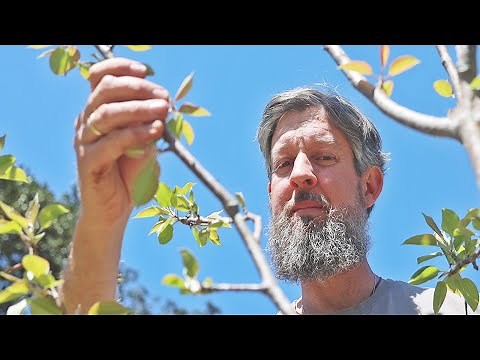 Get Fruit Trees to Grow Fast (The FREE Way)
