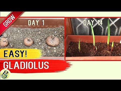 Growing Gladiolus from Bulbs or Corms this Winter - 100% Success Results Timelapse