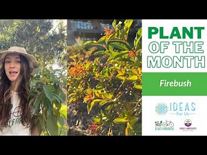 Firebush: Our Plant of the Month!