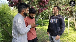 23K views · 207 reactions | 100% successful grafting site by Kvf team call 6005603329  #horticulture #viral #grafting | Kvf Anantnag | Facebook
