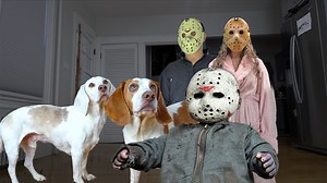 These Dogs Show Baby Jason Voorhees Who's Boss! | Maymo the Dog