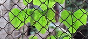 Use Galvanized Wire for a Inexpensive Trellis | DoItYourself.com