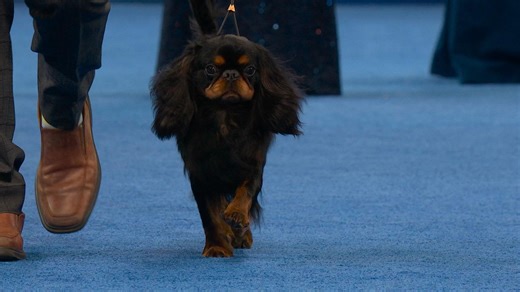 2025 NDS: English Toy Spaniel (KC&R)