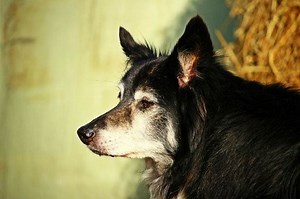 What Happens to Dogs Souls When They Die?