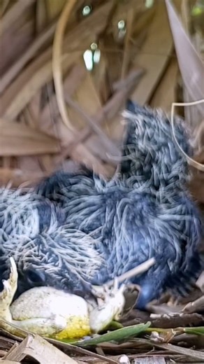 Greater Coucal bird fed a big frog to its baby (p 2) #shorts