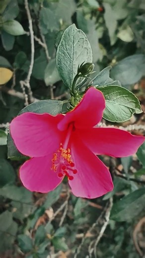 Cinematic flower editing!