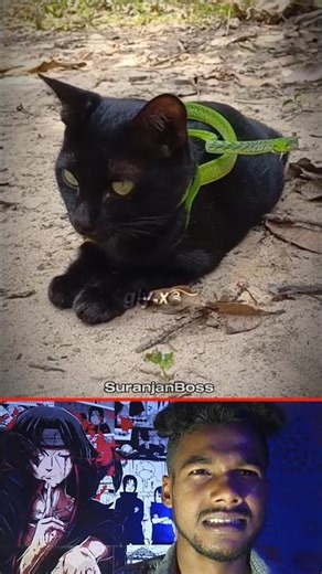 How dare the cat 💀😱