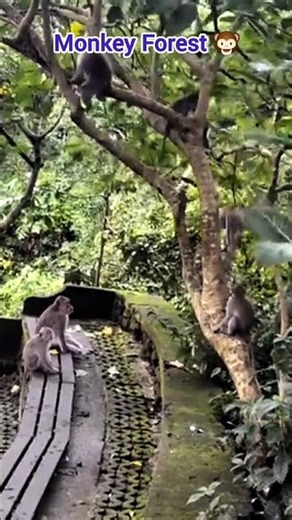 The Sacred Sanctuary | Home | Monkey Forest Ub #animals #zoo #monkey #nature #funny