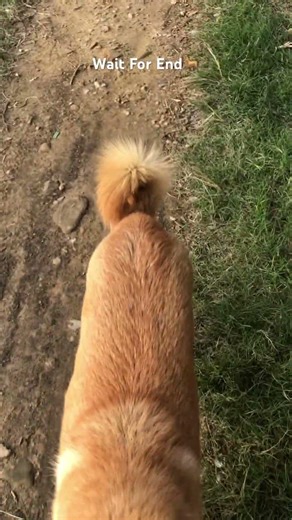 Watch the till end🤭 #viral #funny #mikeworlds #comedy #cuteanimal #pets