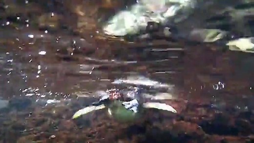 214K views · 6.5K reactions | El Niño years can have a big impact on...