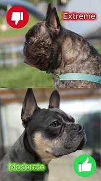 Are We Falling Out of Love with Extreme Dog Breeds?