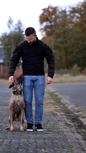 K9DOGS understands 100 commands, genius #k9trainer #dogsoftiktok #k9 #trending #fypジviral@tacticalshop.world