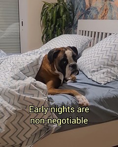 Ever noticed the similarities between a boxer dog and a grandpa? 😁 | Bobby from the bin