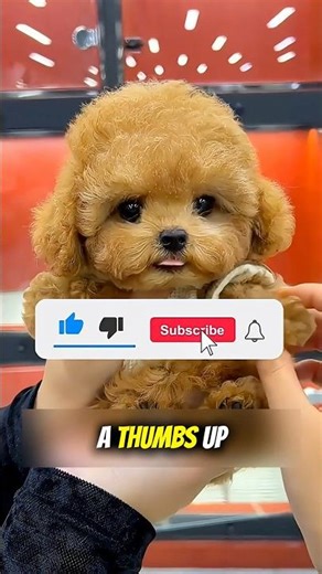 😱 Sisters Shocked at Salon! What’s On Their Heads?! 🍦💇‍♀️ #shorts #jaidmeel