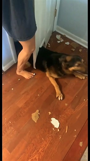 18K views · 1.1K reactions | Funny and cute dogs compilation 藍 | Cuteyfunny | Facebook