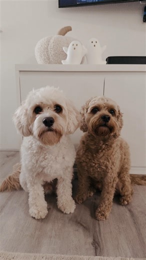 meet my twin 🤍🤎 . . #cockapookona #konathecockapoo #goldendoodle #cockapoo #minigoldendoodle #puppy #goldendoodlesofinstagram #dogs #funnydogs #doodles #puppiesofinstagram #sf #bayarea #dogsofinstagram #fluffydogs #puppyvideos #funnydogvideos #dogvideos #hypoallergenic #cutepuppies #igreels #emotionalsupportdogs #funnydogs #hypoallergenicdogs #fluffypup #twins #doodles #cavapoo | Kona The Cockapoo