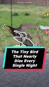 The Tiny Bird That Nearly Dies Every Night (Amazing Hummingbird Facts)