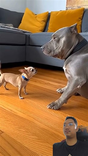 TINY BUT MIGHTY! Chihuahua vs. Giant Pitbull! 🐕😱🥊 #TinyDog #BigDog #FunnyPets
