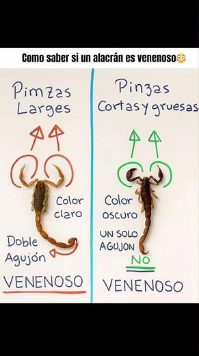 Como saber si un alacran es venenoso😳 #educativo #aprendizaje