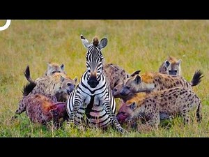 Ruthless Hyenas That Eat Their Prey Alive | Animal Armory Episode 6