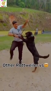 Rottweiler vs Rottweiler – Unexpected Aggression Caught on Camera 😱 #Rottweiler #DogFight #RottweilerLovers #AggressiveDog #PowerfulRottweiler #DogShowdown #petcare #DogPersonality #AnimalWelfare #fblifestyle #newweek | Max & Bella