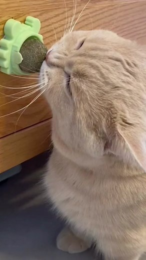 roarthefluffy on TikTok