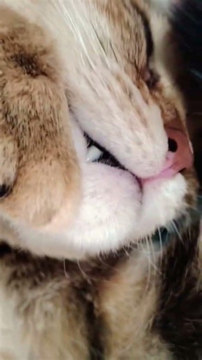 Cat Zzzz #cats #cat #shorts #shortsfeed #tiktok #tabbycat #ytcat #ytshorts #yt #kawaii #gatos #neko