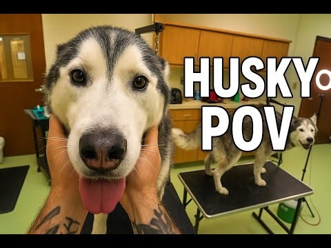 Husky Blowout POV. Part 1 of Deshedding a Siberian Husky. Dog Grooming Satisfying ASMR #workwithme