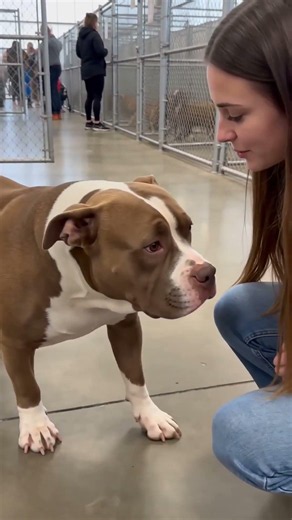 From Abandoned to Loved | Emotional Dog Rescue Story