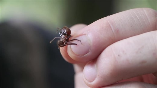 Brave Wilderness S01:E11 - Attack of the Fire Ants