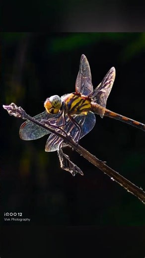 Tele Macro trick for Macro Photography 📸😱 #photography #shorts #shortvideo #viral #trending #short