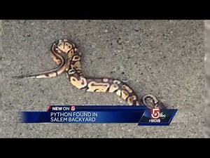Kids discovers slithering Python inside yard