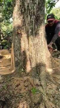 penebangan pohon jati hutan full #automobile #asmrvideo #woodworking