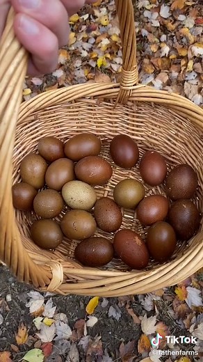 fathenfarms on TikTok