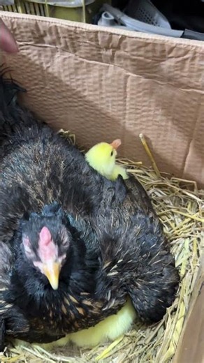 Angry hen hatched Golden ducks