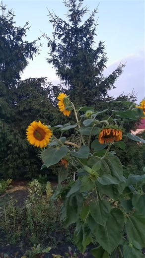 Filmy użytkownika Seba Seb (@seba.sebaja) z muzyką Toksyna - Kwestia 07