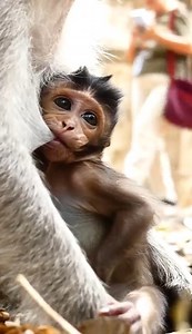 Lovely baby monkey Elfi plays around a few minutes only, then going to sleep very fast. #AmberTroop #AnimalsShelter #LovelyMonkey #ElfiMonkey #ElsaMonkey | Animals Shelter