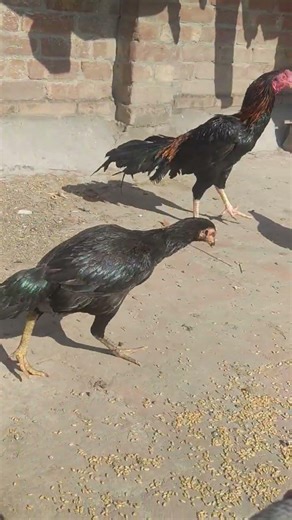 Dangerous pathe viral video shamo checks