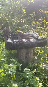 110K views · 5.3K reactions | Splish Splash they were taking a bath another magical minute with the starlings this afternoon | The Mouse family that live by the brambles | Facebook
