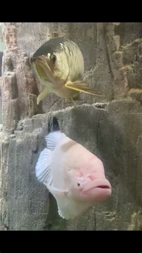 What 170 Exotic Fish Look Like in a 15,000-Liter Pond! 👀🐡 #FishPond #ExoticFish #15000Liters