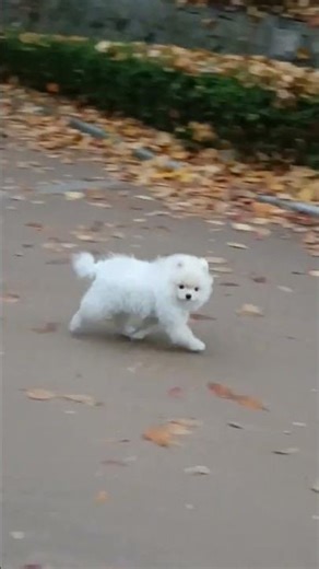 pomeranian |toy pom puppy barking 🐶 🐕#shorts #viral #youtubeshorts #viralvideo #dog