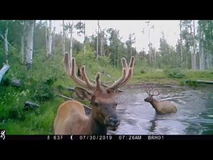 Browning Trail Cameras - Bull Elk Making A Splash on the Command Ops Pro