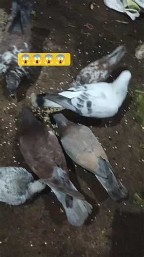 Feeding Pigeons: The Best Foods 🕊️ #Pigeons #Shorts #kabutar #‪@fancyPigeon-s9s‬ #pigeon #ytshorts