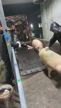 5 Smart Reasons Farmers Mark Pigs During Unloading! 🐷