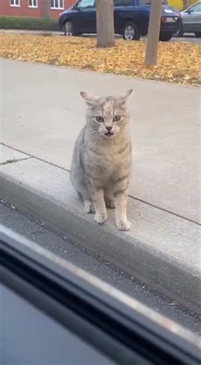 Cat Caught… Then Jump-Scared by a Car Beep