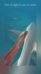 110K views · 1.4K reactions | Words by Ocean Ramsey Shark...